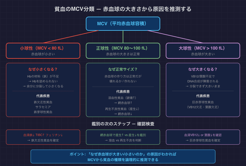 貧血のMCV分類 — 赤血球の大きさから原因を推測する