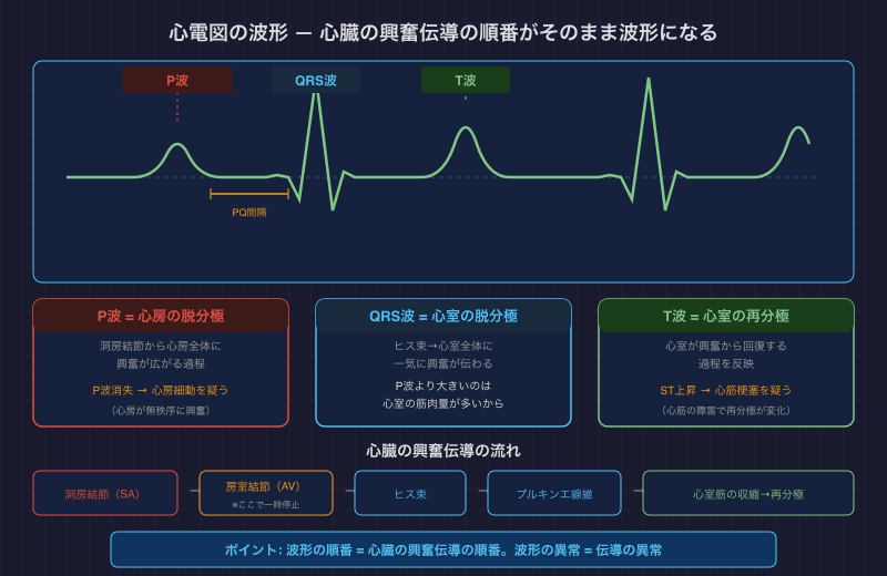 心電図の波形 — 心臓の興奮伝導の順番がそのまま波形になる