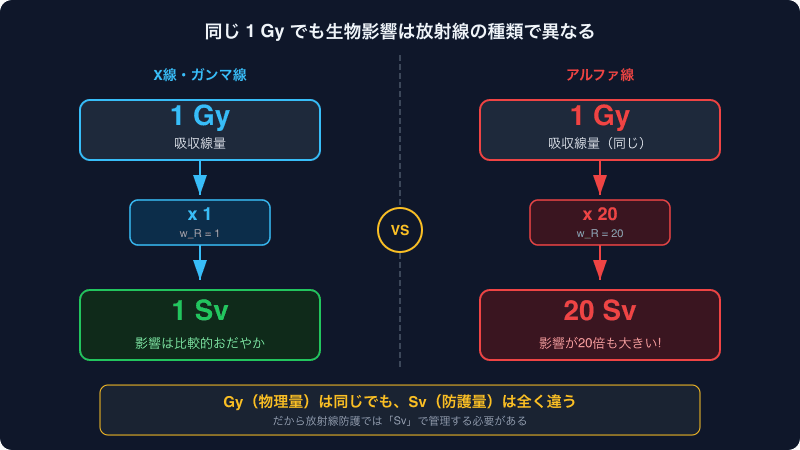 X線とα線でGyからSvへの変換が異なることを示す比較図