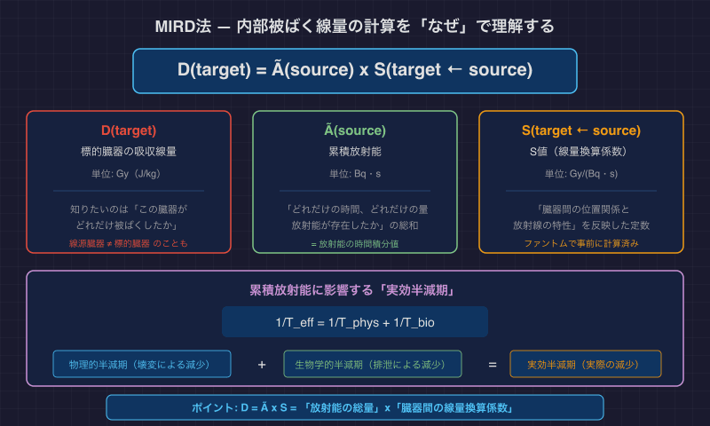 MIRD法 — 内部被ばく線量の計算を「なぜ」で理解する