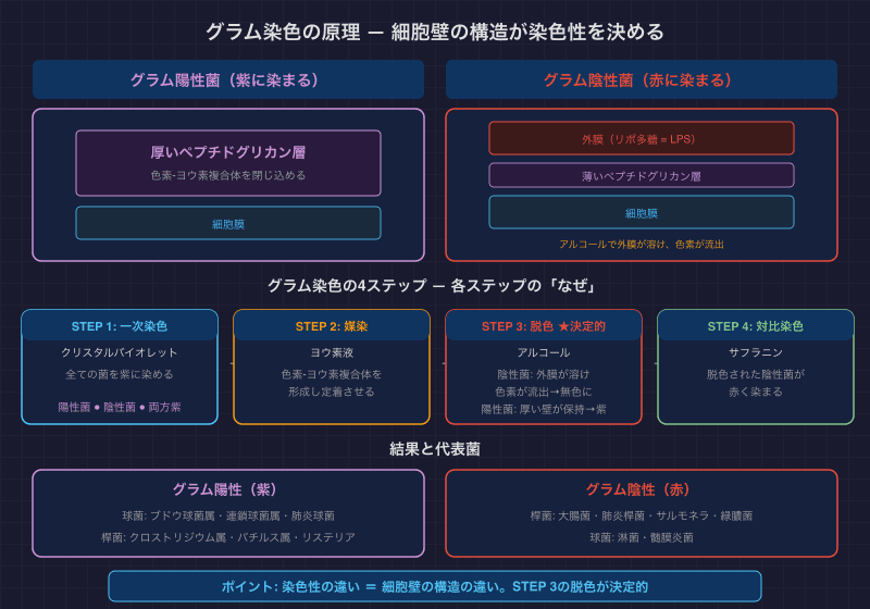 グラム染色の原理 — 細胞壁の構造が染色性を決める