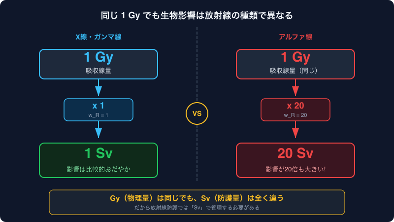 X線とα線でGyからSvへの変換が異なることを示す比較図