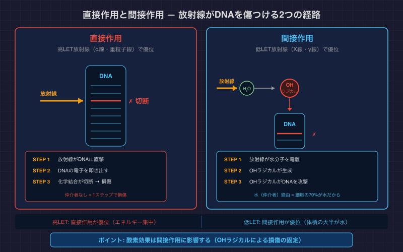 直接作用と間接作用 — 放射線がDNAを傷つける2つの経路