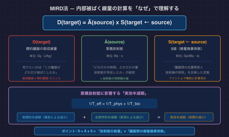 MIRD法 — 内部被ばく線量の計算を「なぜ」で理解する