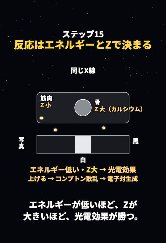 同じX線を筋肉(Z小)と骨(Z大)に当てると、骨の下だけX線が届かず写真が白く残る様子